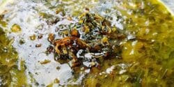 طرز تهیه آش اوماج
