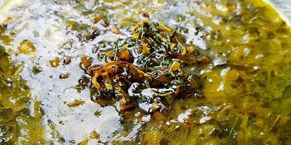 طرز تهیه آش اوماج زنجان اصفهان , دستور پخت آش اوماج کرمان