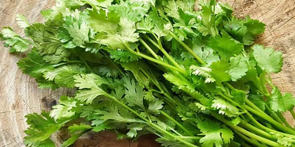خواص و مضرات گشنیز , خاصیت ها و فواید گشنیز , زیان ها و عوارض گشنیز , o hw akdc