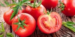 خواص و مضرات گوجه فرنگی