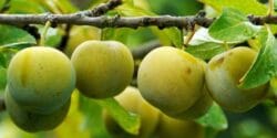 خواص و مضرات گوجه سبز