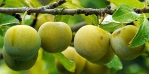 خواص گوجه سبز برای ریه ها