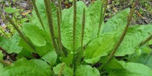 خواص بارهنگ برای سرماخوردگی