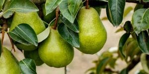 خواص گلابی برای استخوان