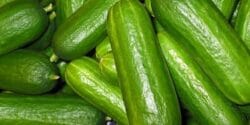 خواص و مضرات خیار