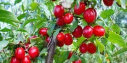 خواص و مضرات زغال اخته