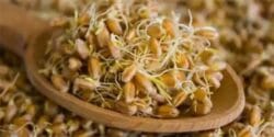 خواص و مضرات جوانه گندم