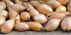 خواص و مضرات موسیر